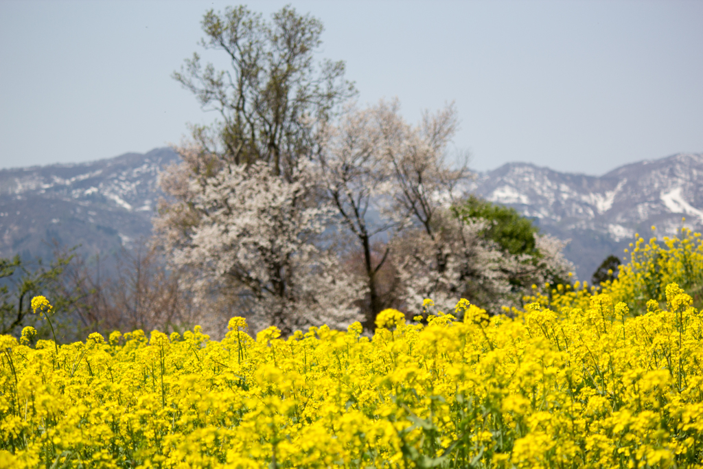 桜と菜の花