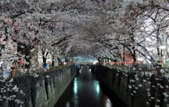 夜桜