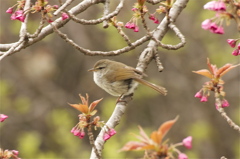 八重桜とウグイス