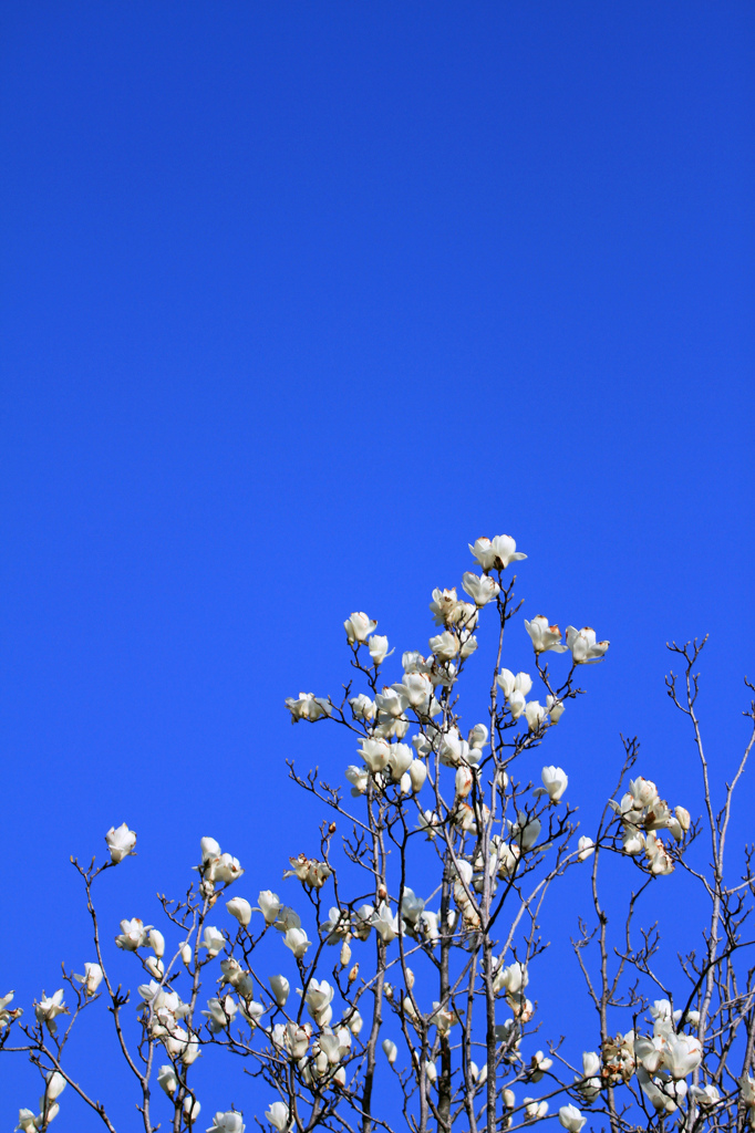 空に花咲く