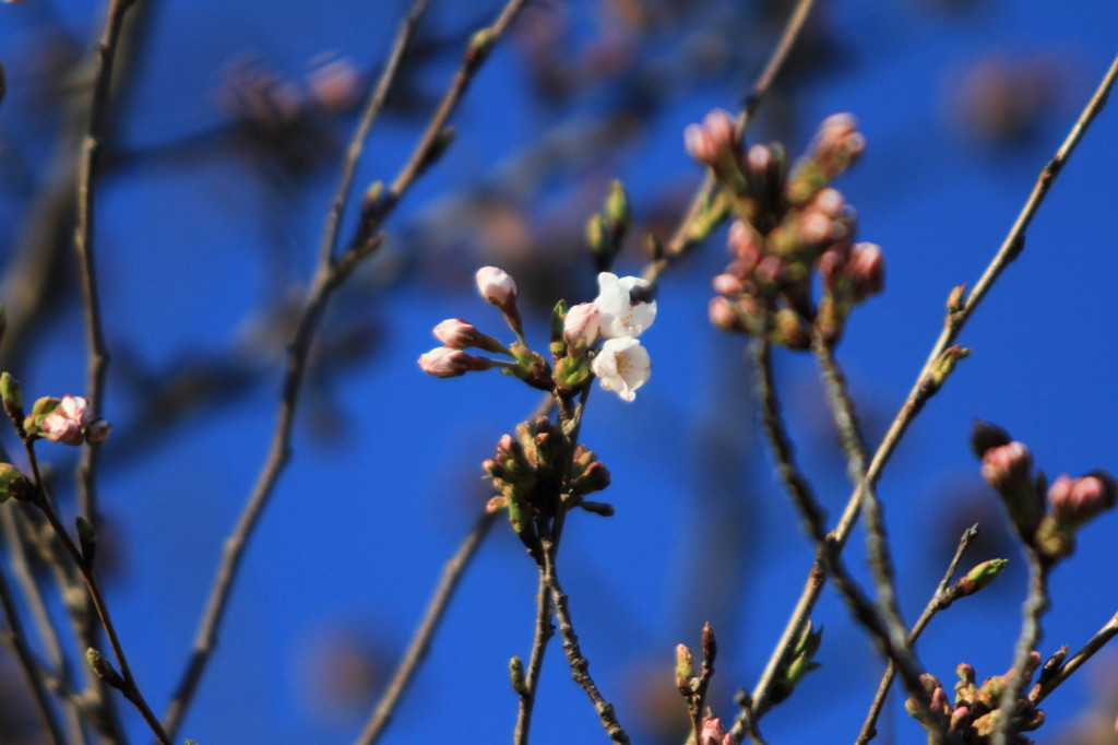 桜