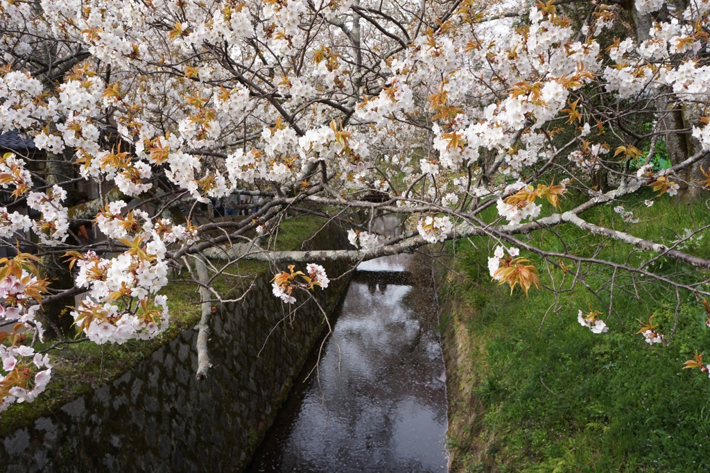 哲学の道・春＃９