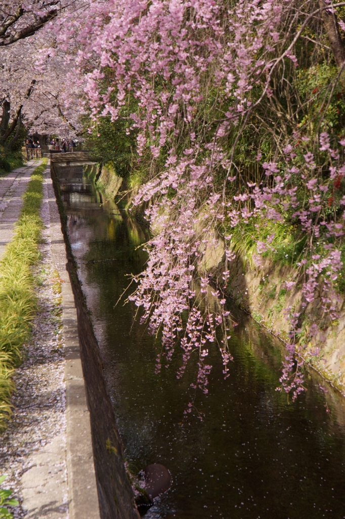 哲学の道・春＃１４