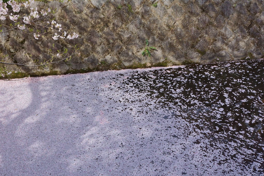 哲学の道・春＃２