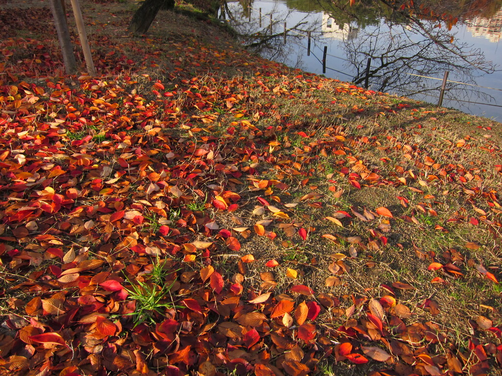 紅葉