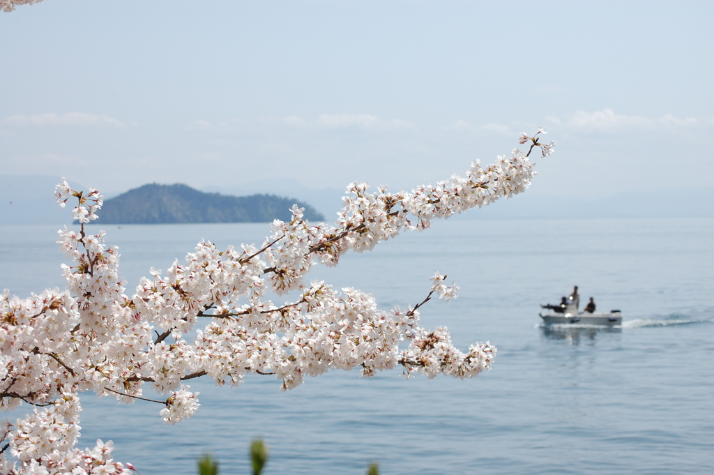 奥琵琶湖の春