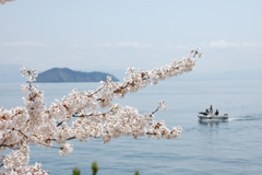 奥琵琶湖の春