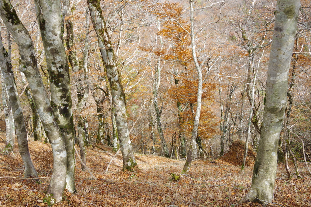 秋の山