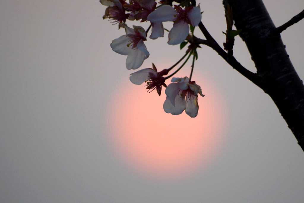 桜