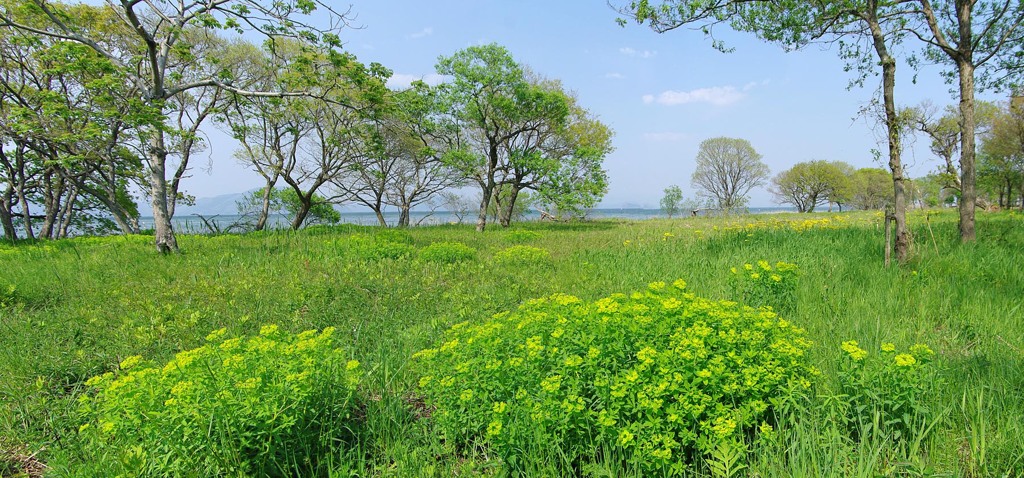 春の琵琶湖畔にて