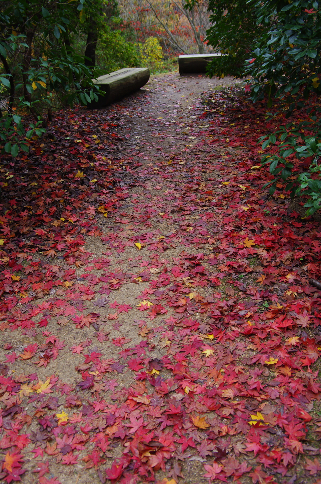 紅葉の道