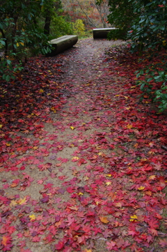 紅葉の道