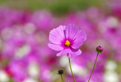秋桜