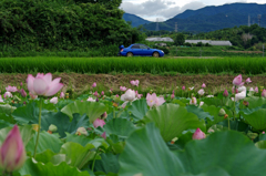 蓮池