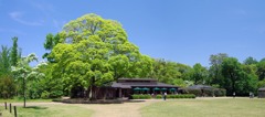 京都府立植物園にて(20130512) (1)