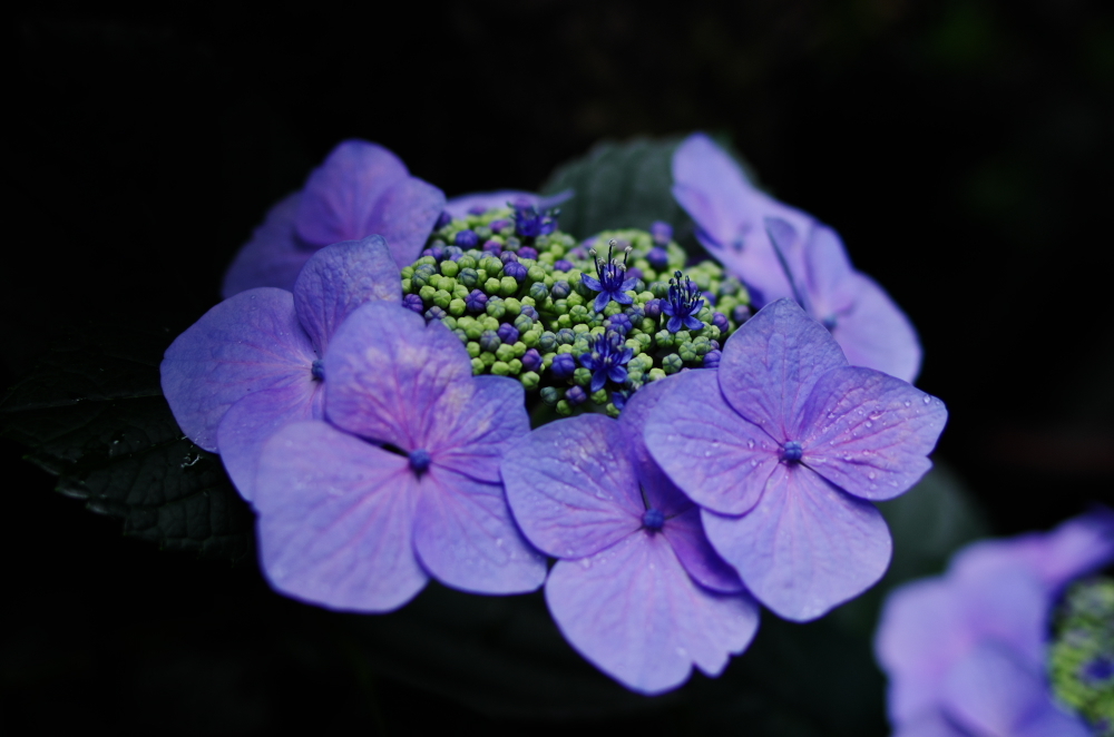 額紫陽花