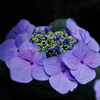 額紫陽花