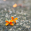 秋の花