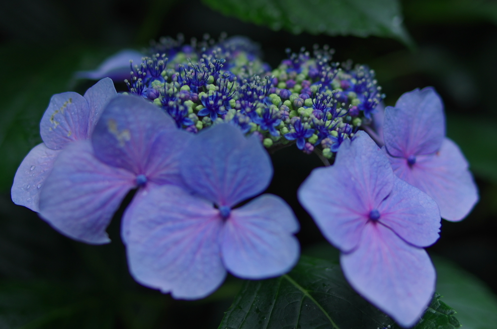 額紫陽花の中に花