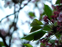 散り桜