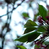 散り桜