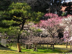 松と梅