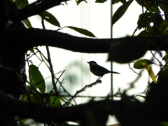 秘密の森の鳥