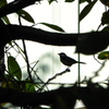 秘密の森の鳥
