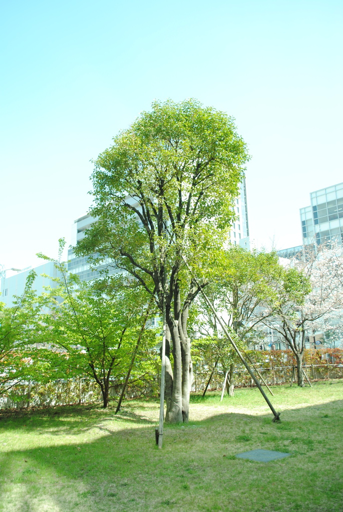 草原にたたずむ樹