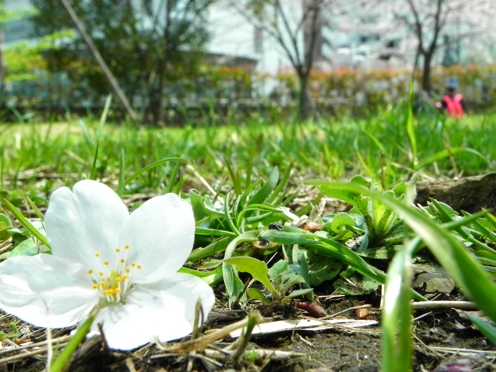 花見