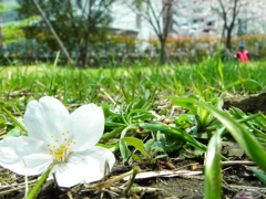 花見