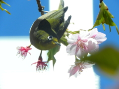 あらよっと！