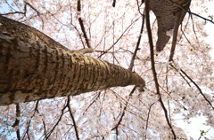 天高く桜咲く春