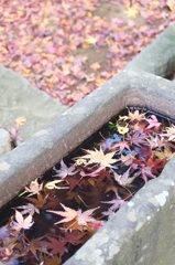 秋写る
