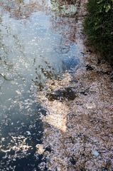 水面桜