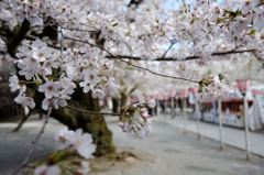 桜参道