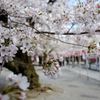 桜参道