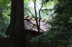 木々深く