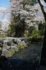 春の小川