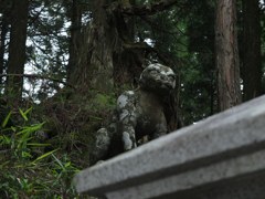 これでもお犬様