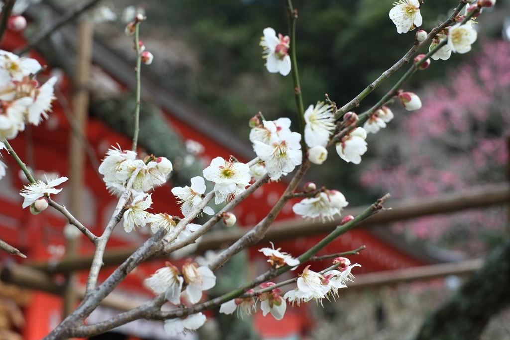 天神様の梅