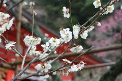 天神様の梅