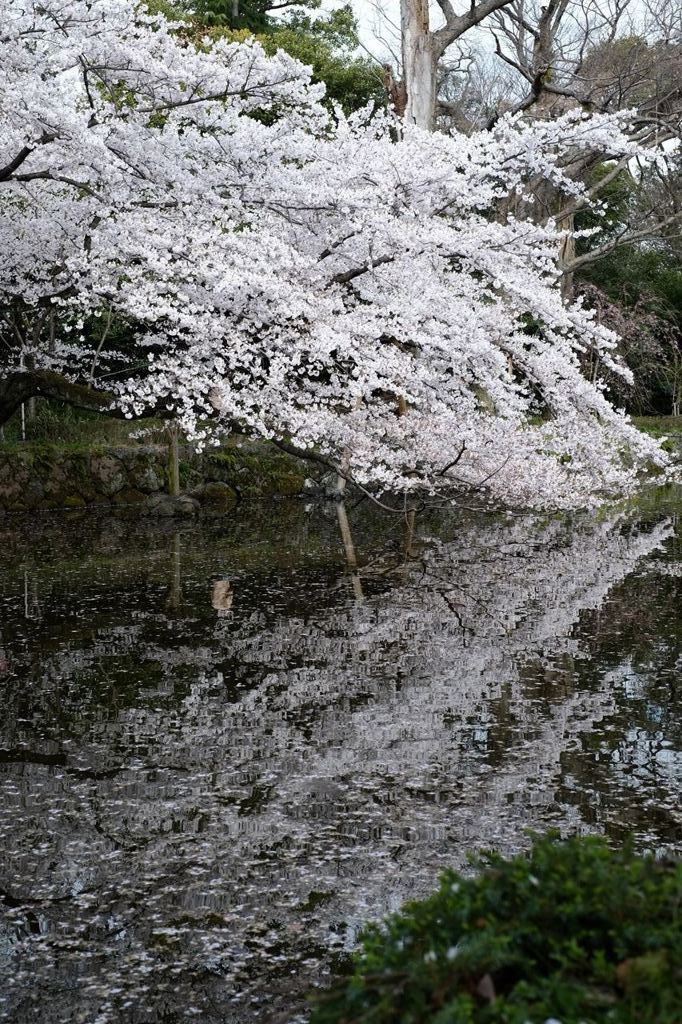 湖面にタッチ