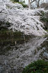 湖面にタッチ