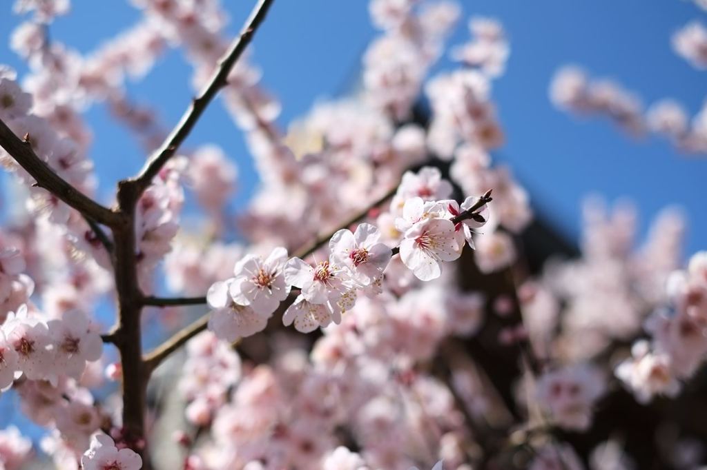 一足先に桜色