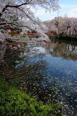 水面深く