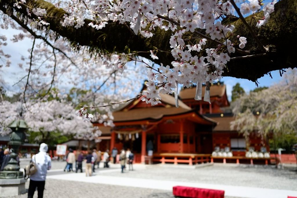 桜本舗