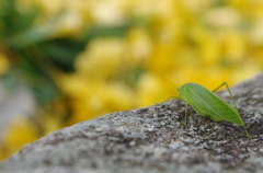 はっぽっぽい虫