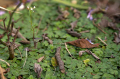 ちいさな森