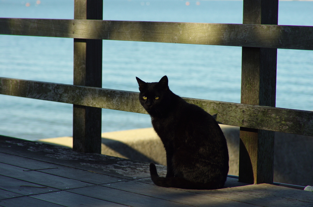 黒猫